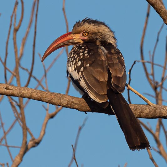 Southern Red-billed Hornbill.jpg